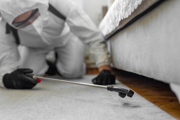 Professional Bed Bug Control technician working in Bailey's Crossroads, VA