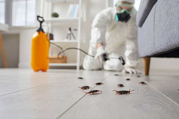 Trusted Mosquito Control service in Bailey's Crossroads, VA - Nex Pest Control